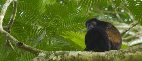 Un primate en un árbol con follaje verde.