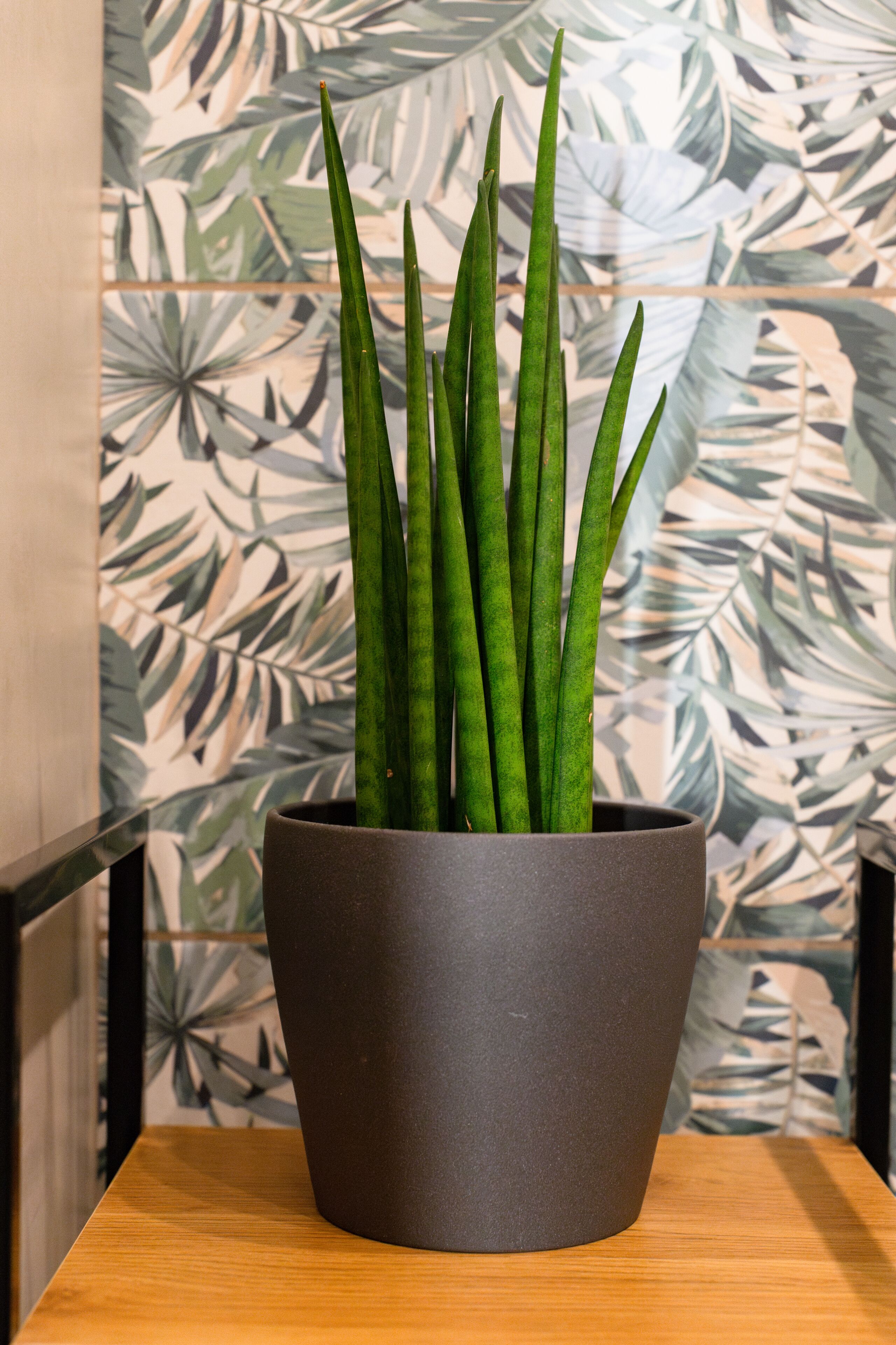 Une plante en pot, avec de longues feuilles vertes, dans un pot foncé posé sur une surface en bois.