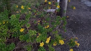 Un jardín con flores amarillas y follaje verde, un camino de concreto y un edificio al fondo.
