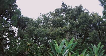 Casa Oliva Casa da Serra