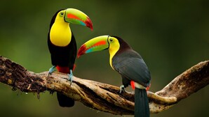 Two toucans perched on a branch.