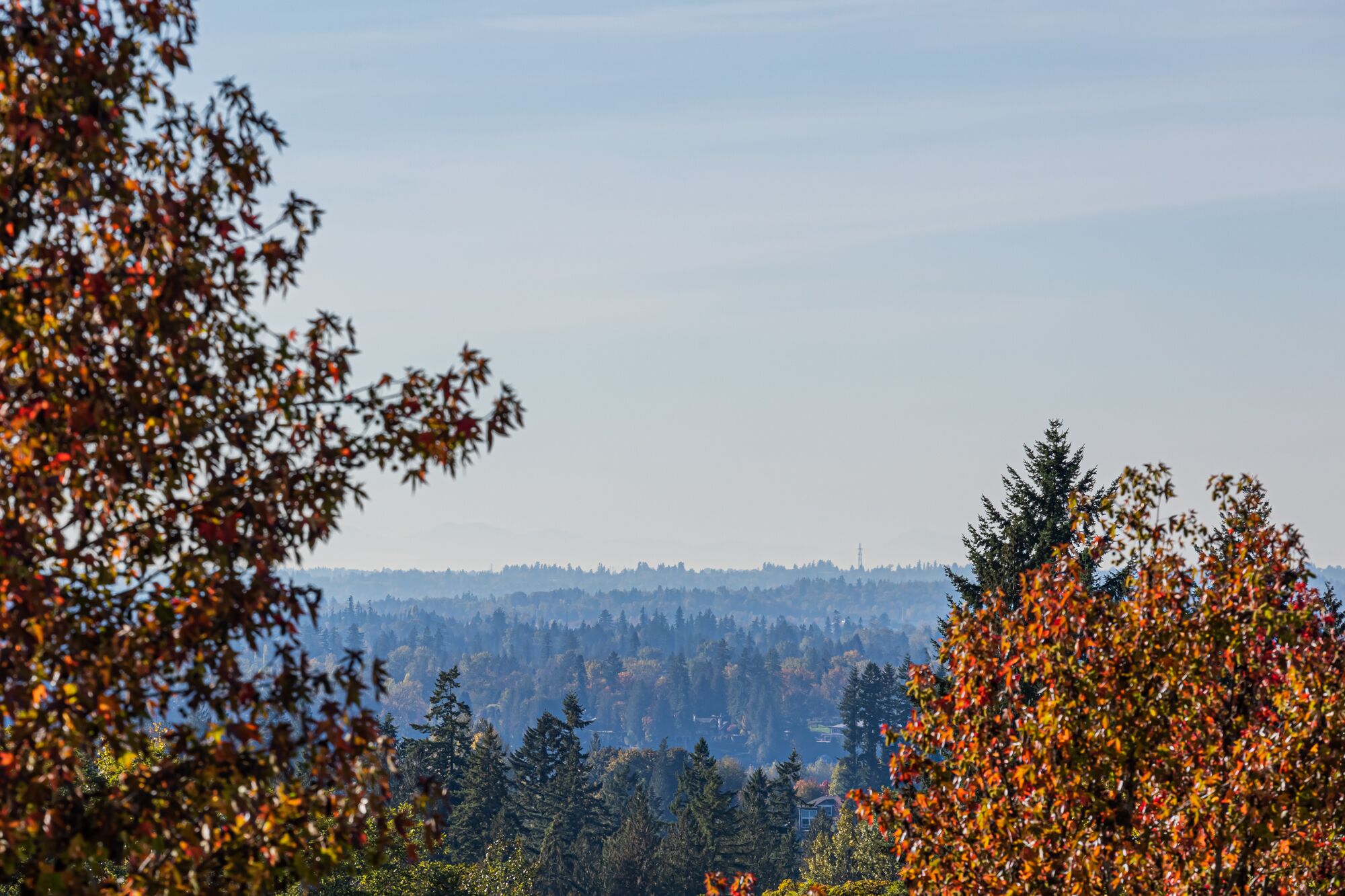 A panoramic view of a forested landscape with a distant city skyline.