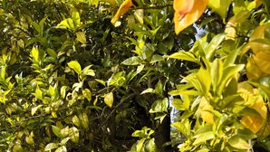 Un arbre avec un hamac et une lanterne.