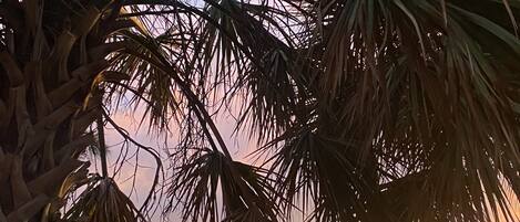 Chaises longues, serviettes de plage