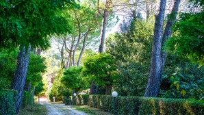 A pathway through a lush, green forest with tall trees and dense foliage. - 3 bedroom amazing home in Montelabbate (Montelabbate)