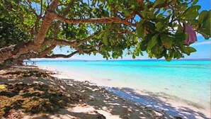 Uma praia com águas turquesa cristalinas, uma grande árvore com folhas verdes e uma orla arenosa.