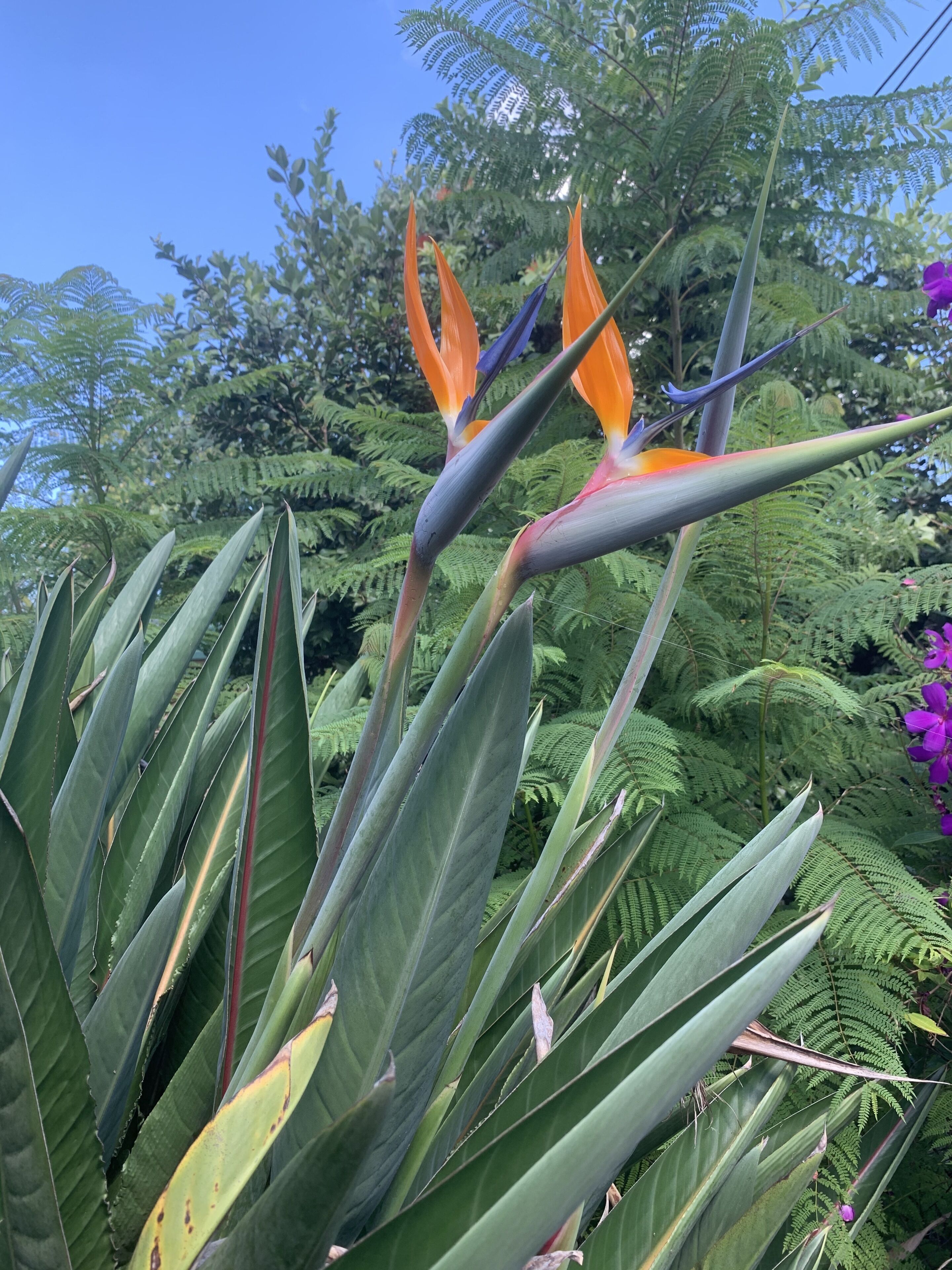 Una flor del paraíso con grandes pétalos coloridos y un fondo de follaje verde y puntiagudo.