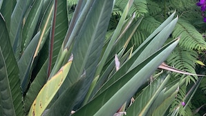 A bird of paradise flower with large, colorful petals and a green, spiky foliage background.