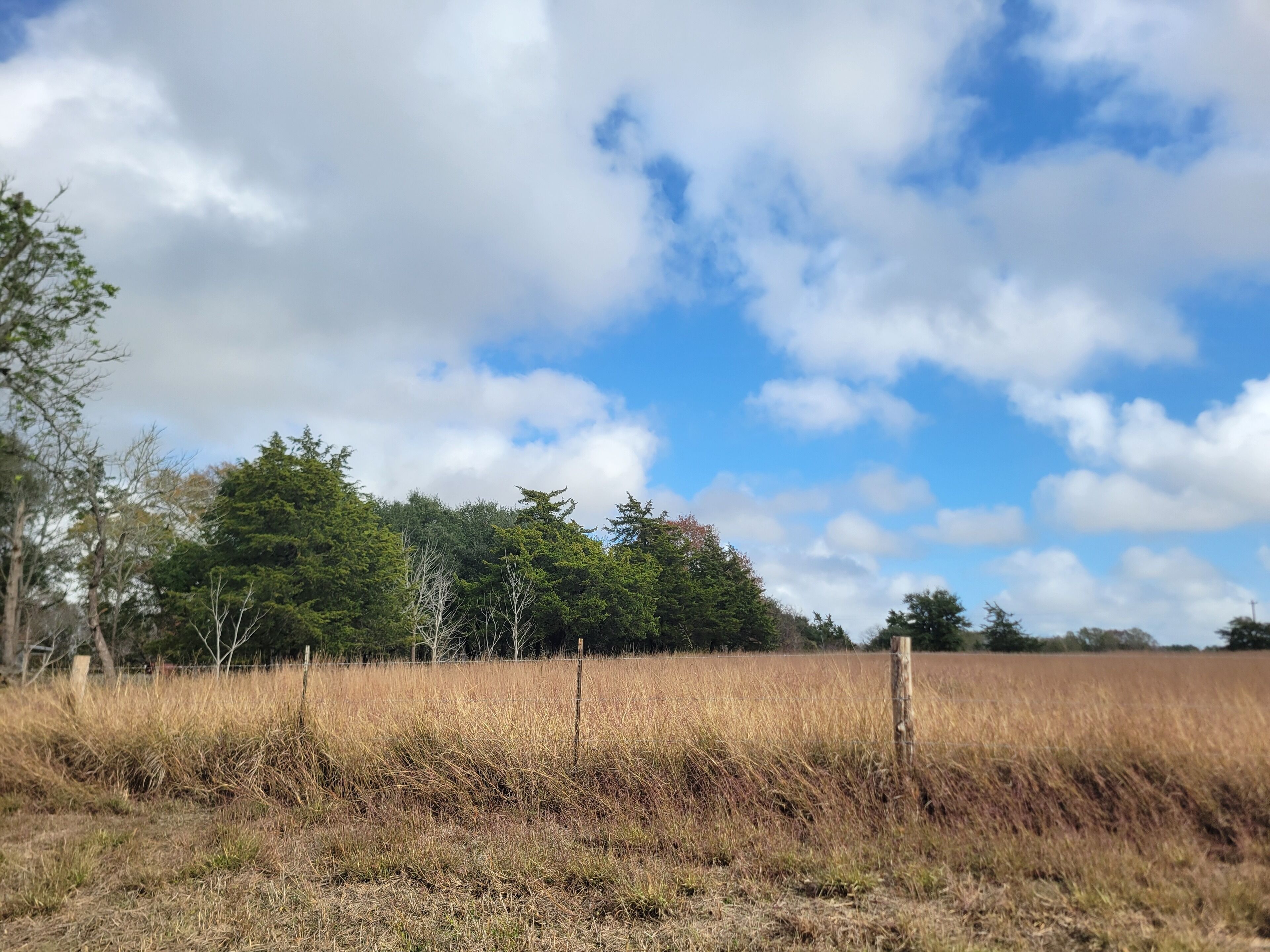 Un campo con una cerca, árboles y un cielo despejado.