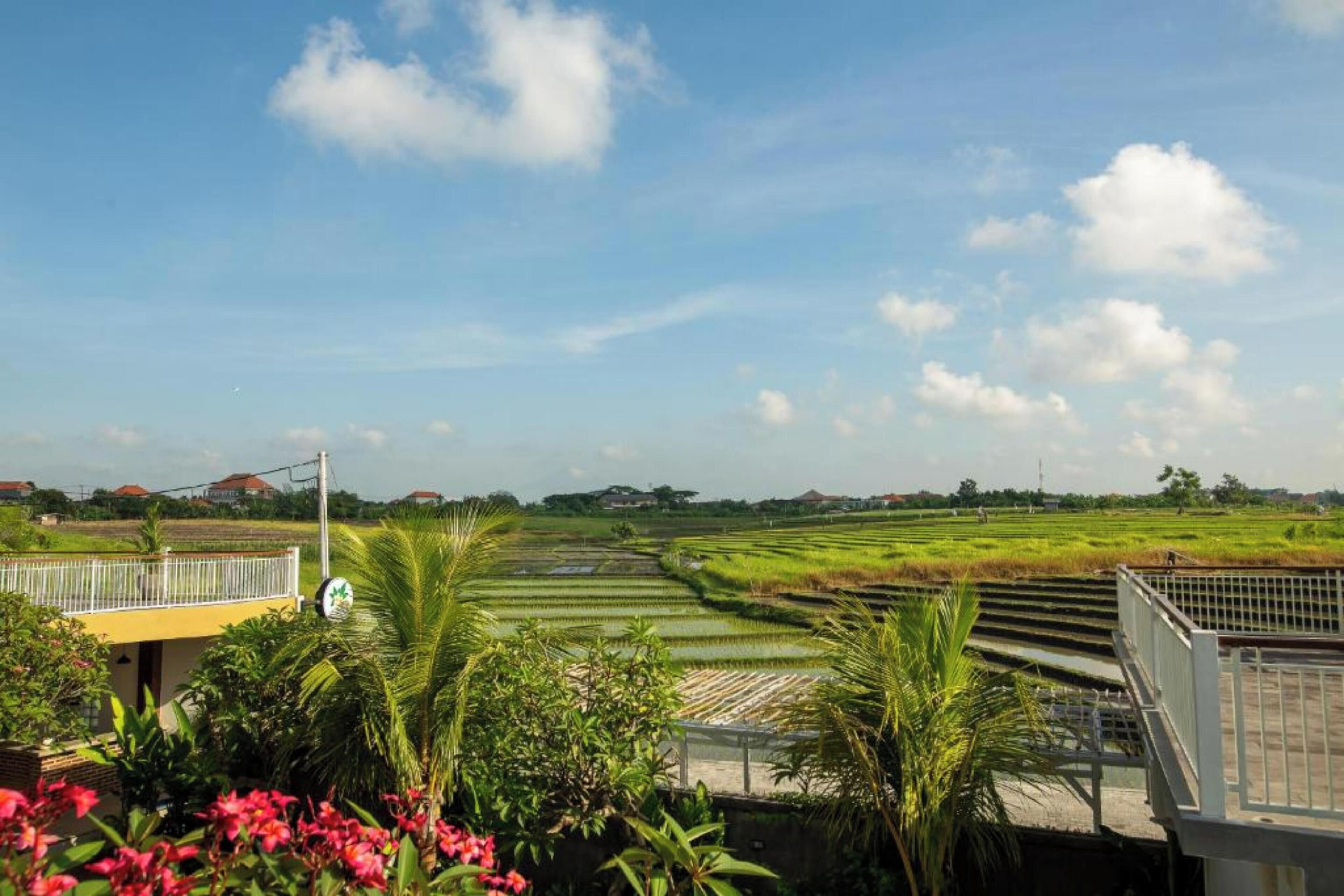A view of terraced rice fields with a clear sky.
