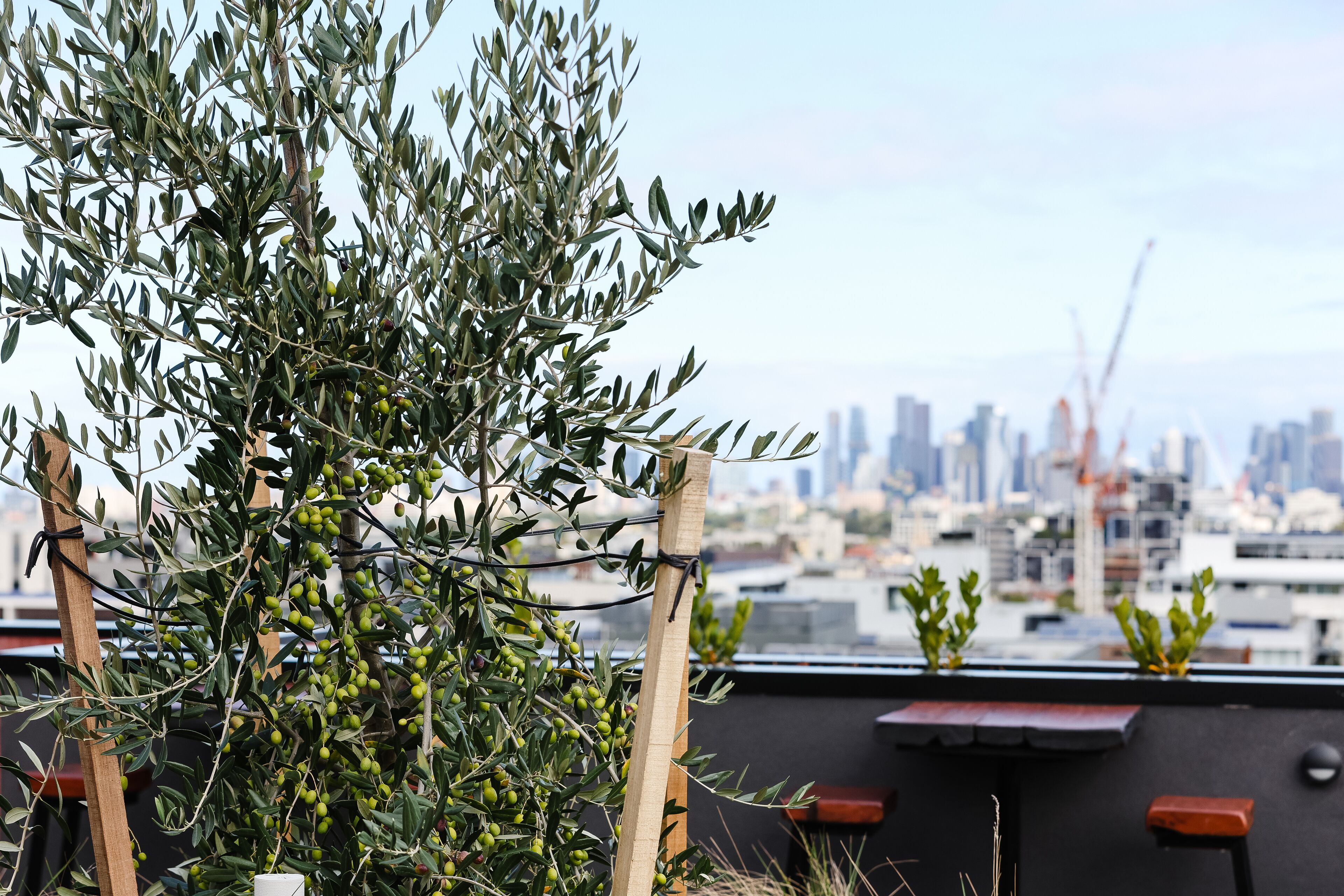 Una terraza en la azotea con un olivo, vistas del horizonte urbano y una mesa de madera.