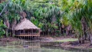 A thatched-roof hut surrounded by dense tropical vegetation and a body of water. - Awaken Yoga Eco Resort in Amazon jungle (Indiana)