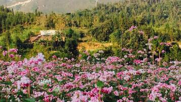 Een veld met roze bloemen met een bergachtige achtergrond.