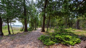 A forested area with a gravel path leading through tall trees.