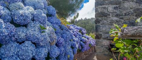 A stone wall with a row of blue hydrangea flowers.