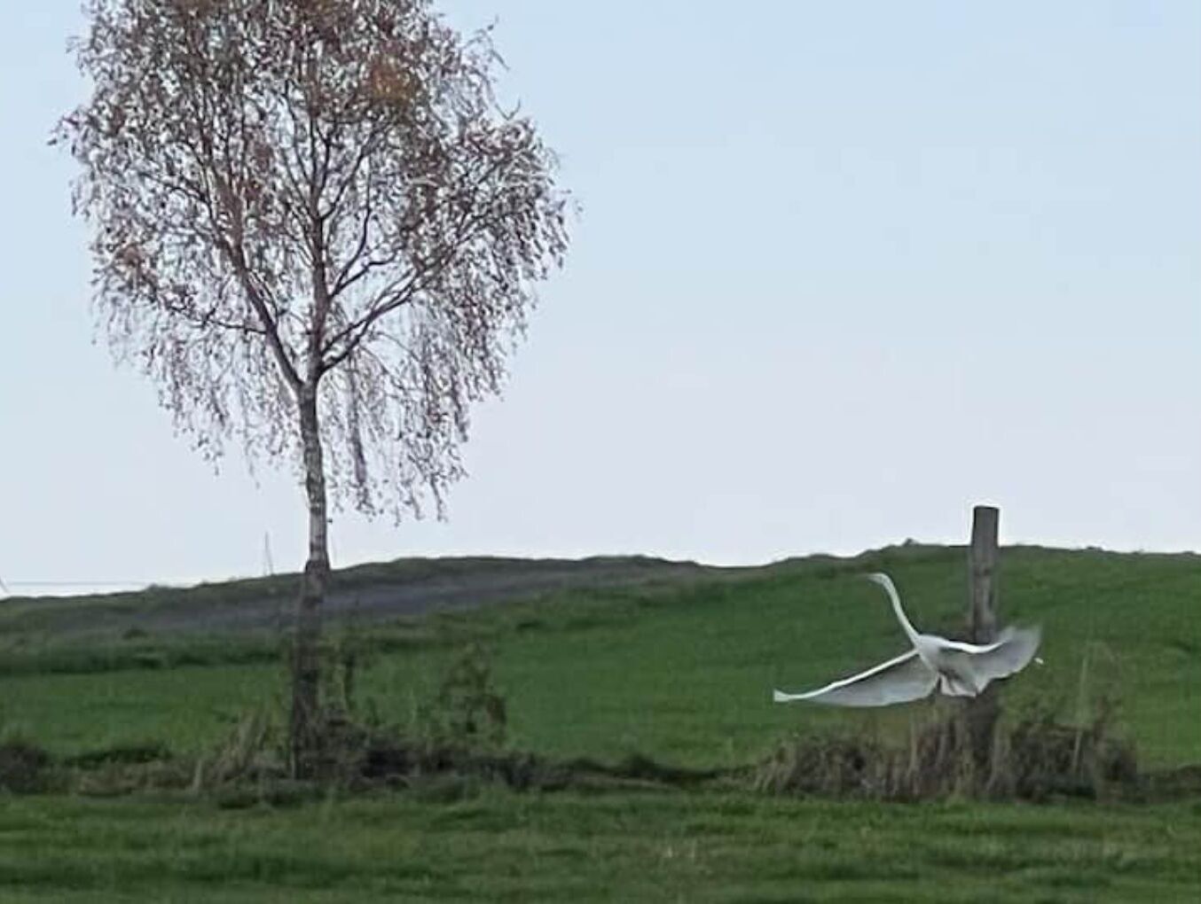 A landscape with a tree and a bird in flight.