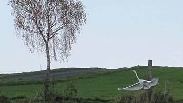 A landscape with a tree and a bird in flight.