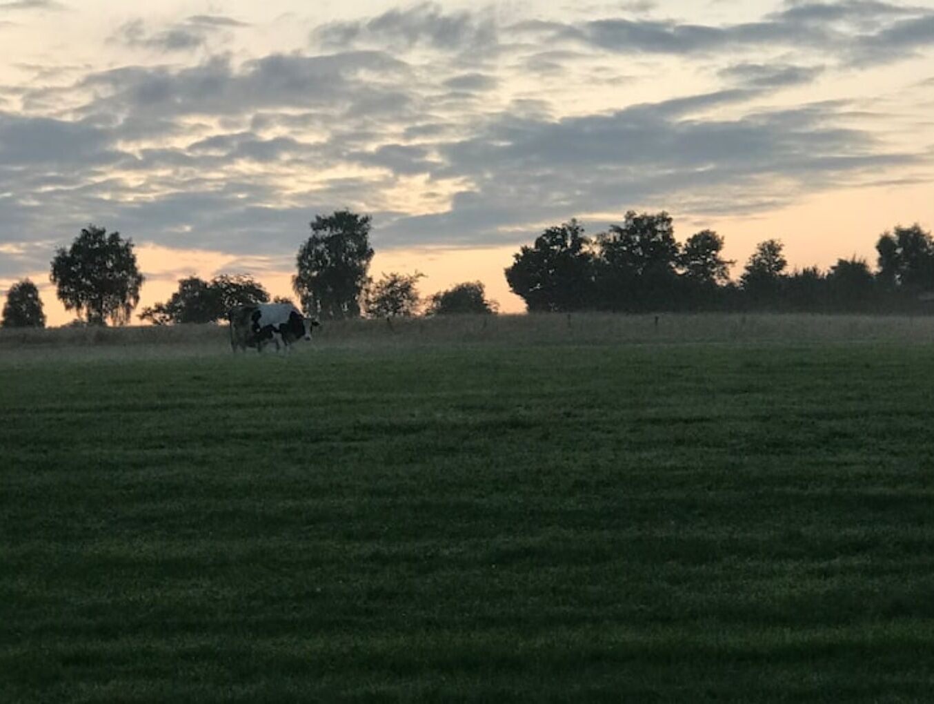 Een grasveld met bomen in de verte en een bewolkte lucht.