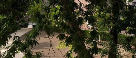 A tree-lined pathway with a paved walkway and a dirt area.