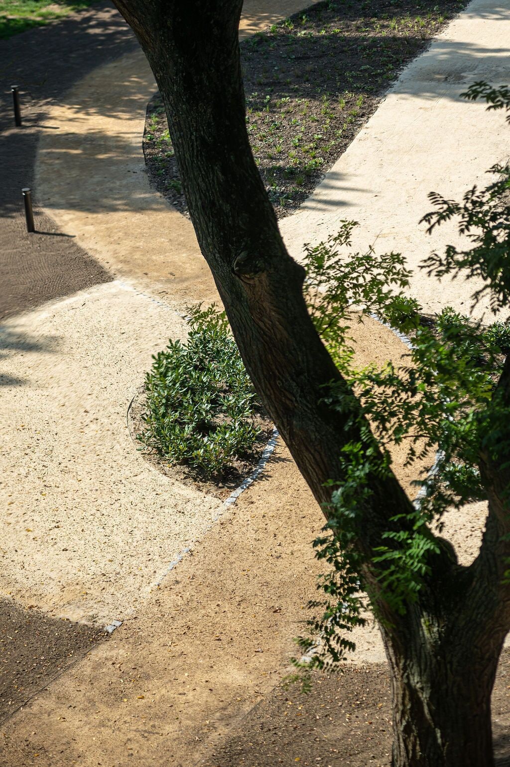 A tree-lined pathway with a small bush and a concrete edge.
