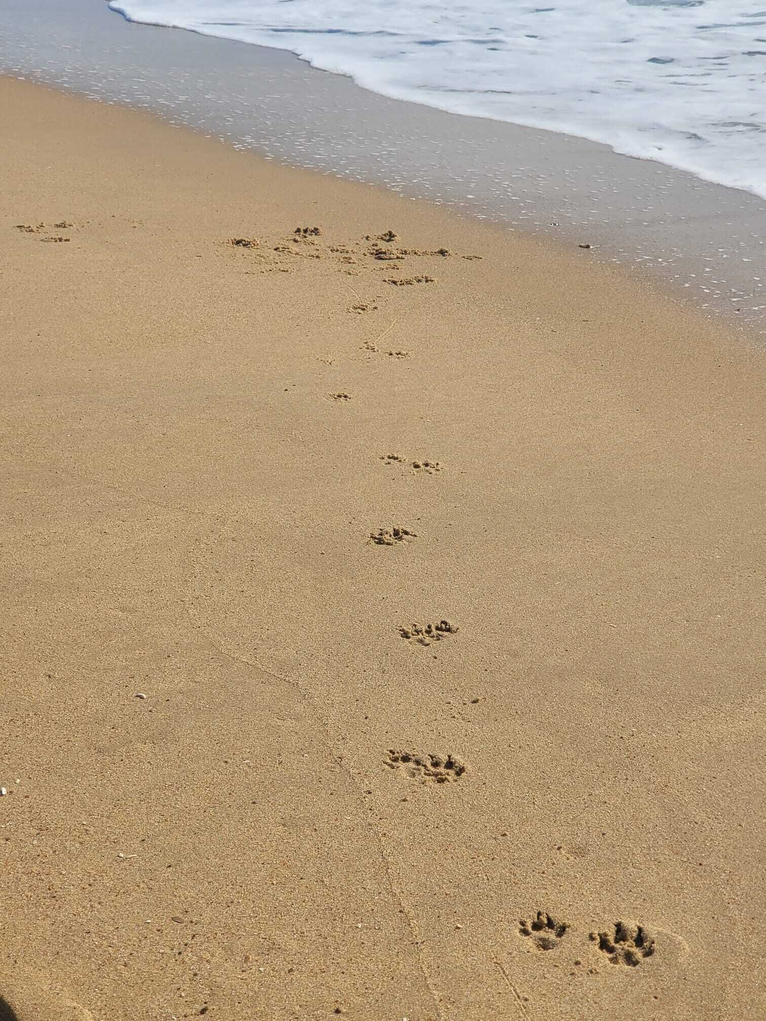 A sandy beach with footprints leading towards the water.