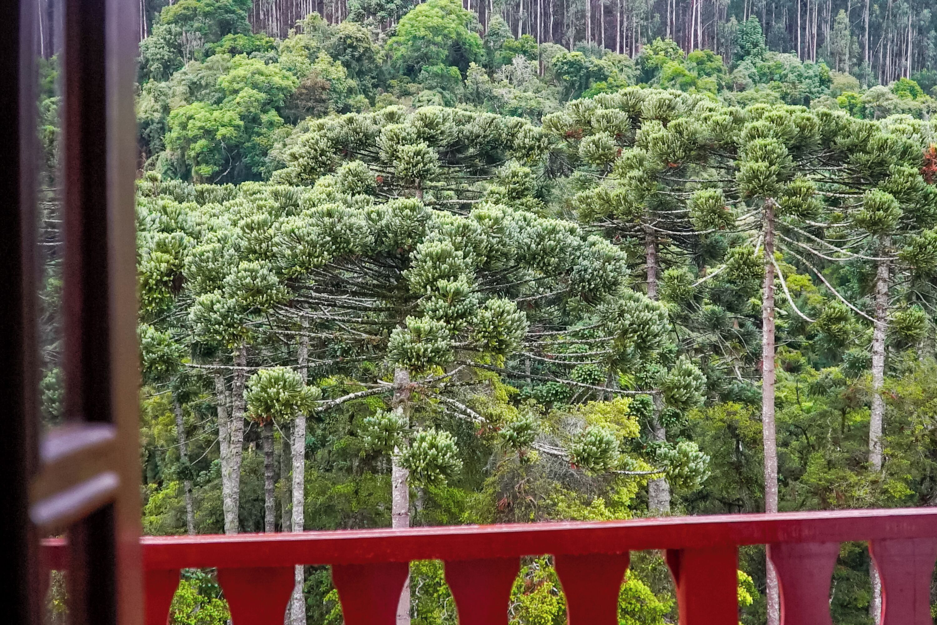 A forested landscape with a red railing in the foreground.