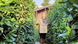 Un sentier bordé d’une végétation luxuriante et verdoyante qui mène à une structure en bois.
