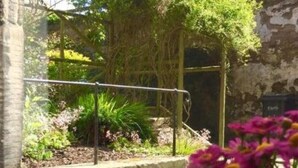 Une vue d’un jardin avec différentes plantes et un petit étang.