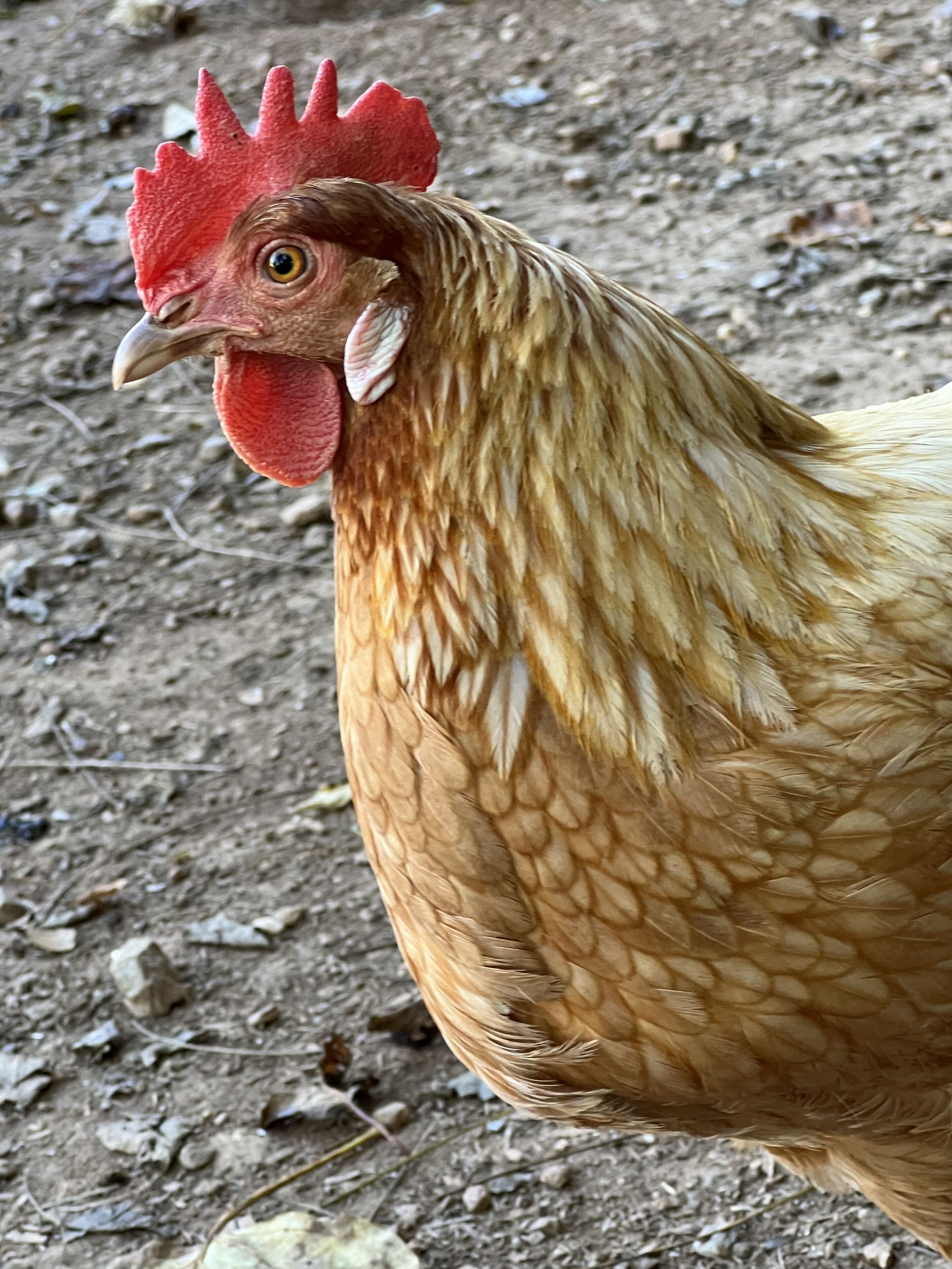 A close-up of a chicken with a red comb and wattles, standing on a ground with small rocks and debris.