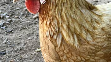 A close-up of a chicken with a red comb and wattles, standing on a ground with small rocks and debris.