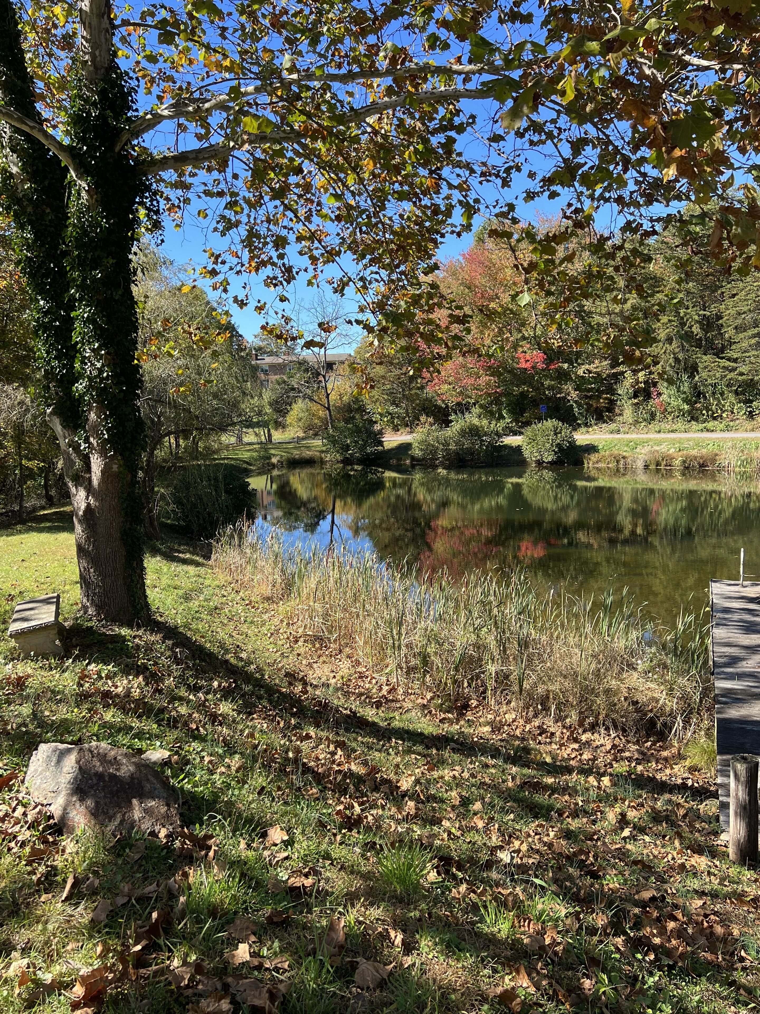 Ein friedlicher Park mit Teich, Bäumen und einer Holzstege.