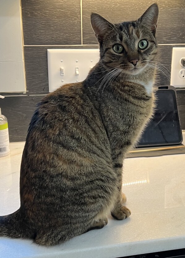 A tabby cat sitting on a kitchen counter with a tablet and a bottle of hand soap nearby.