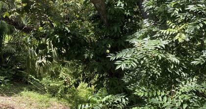 Tropical View