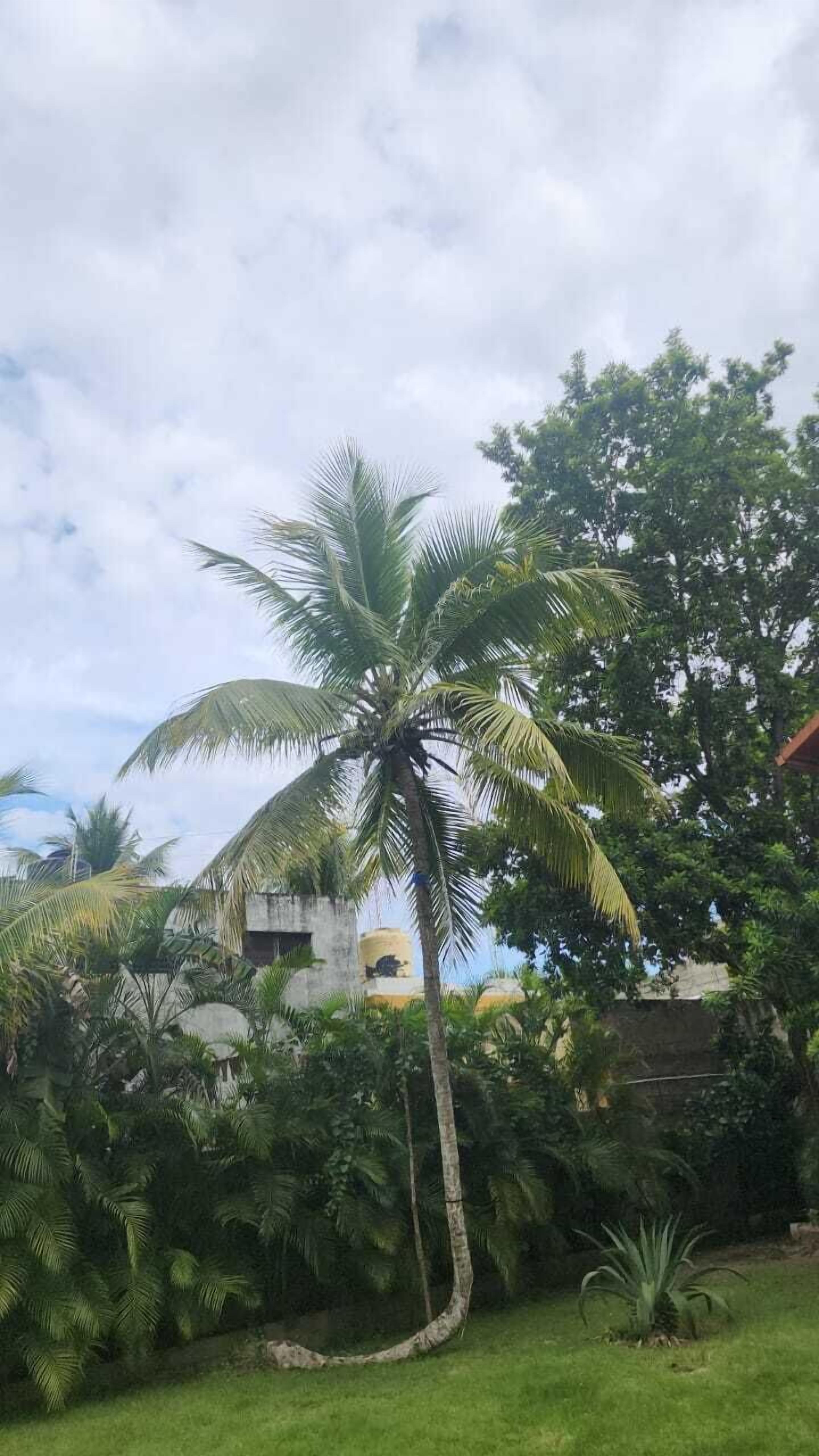 Un jardin luxuriant, avec un palmier imposant et diverses plantes tropicales.