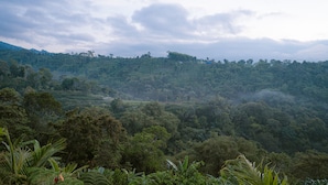 Un paisaje exuberante y verde con campos en terrazas y vegetación densa.