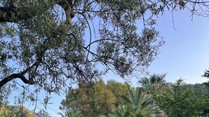 Eine gepflegte Rasenfläche mit Palmen und vielfältiger anderer Vegetation, wahrscheinlich Teil eines Resorts oder Hotelkomplexes.