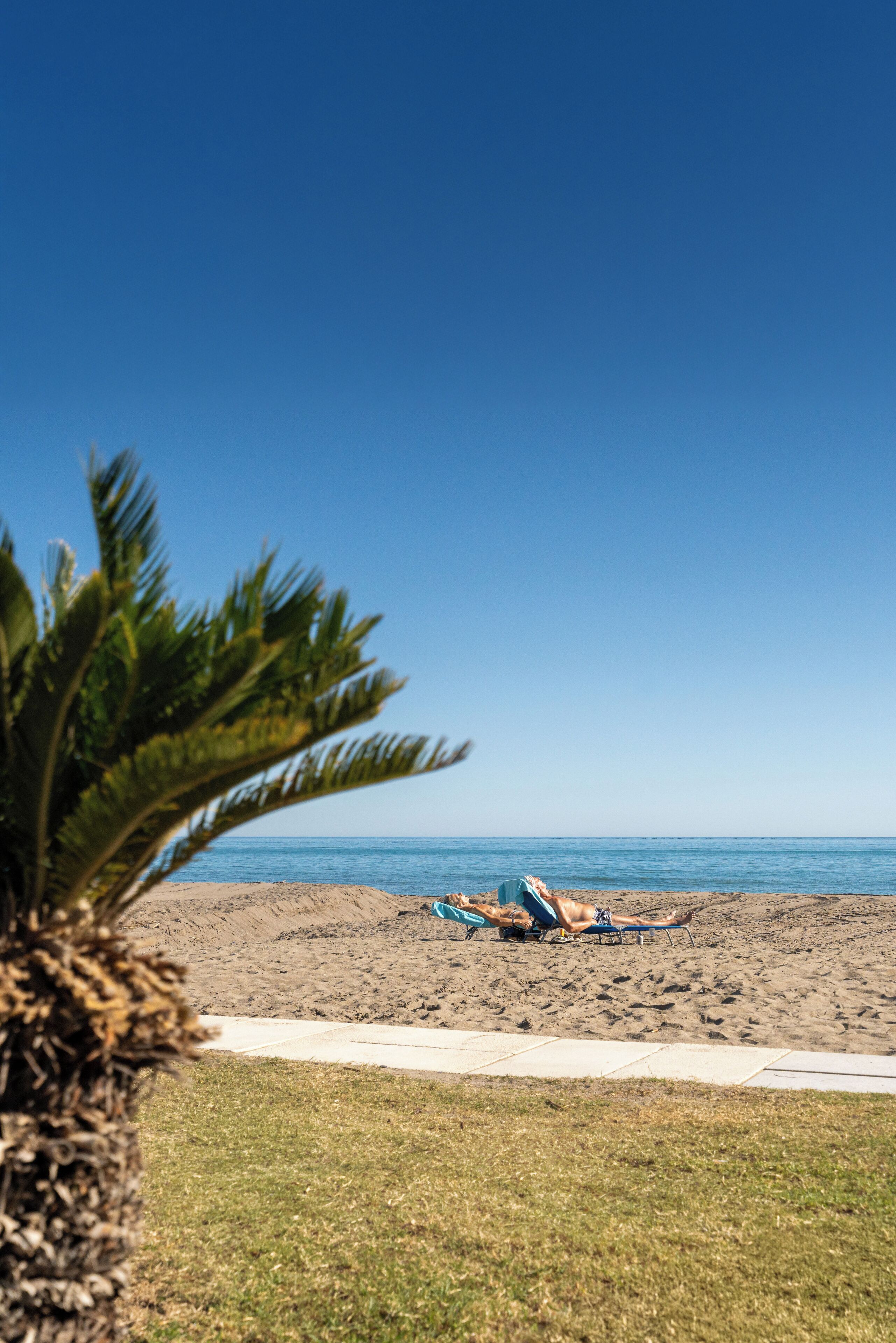 A beach with two sun loungers and a palm tree in the foreground.