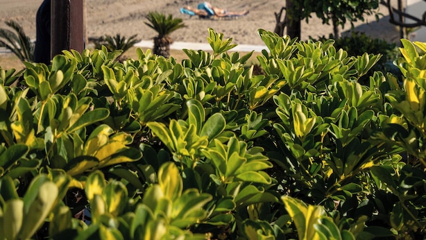 A beachside pavilion with a view of the ocean and a sandy beach. - Apartamentos Capricho del Mar (Torremolinos)