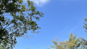 Une forêt dense, avec de grands arbres et un ciel bleu clair.