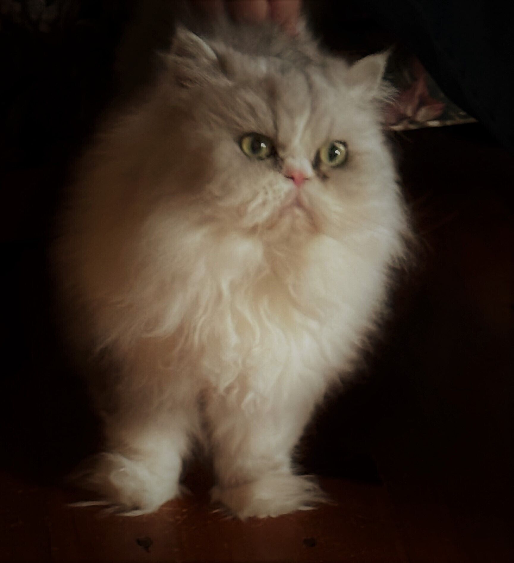 Un chat blanc et duveteux aux yeux verts, assis sur un plancher en bois.
