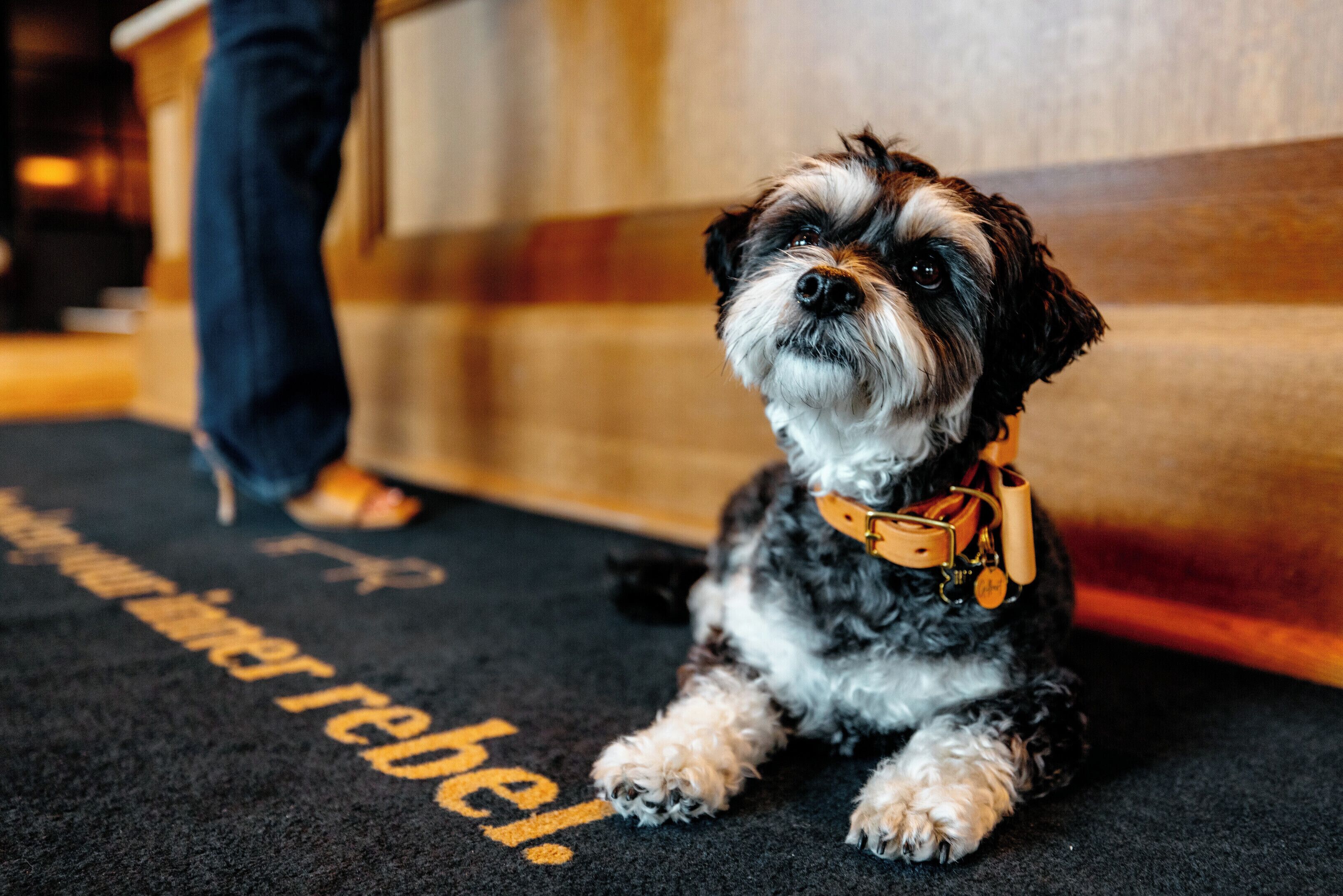 Un chien assis sur un tapis, sur lequel on peut lire le mot « rebelle ».