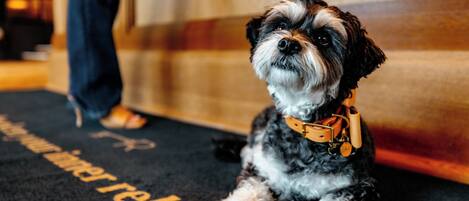 Un chien assis sur un tapis, sur lequel on peut lire le mot « rebelle ».