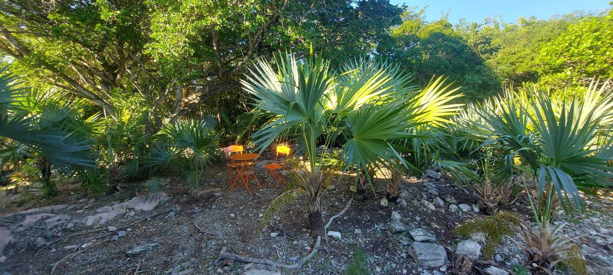 A garden with palm trees, a stone pathway, and outdoor seating.