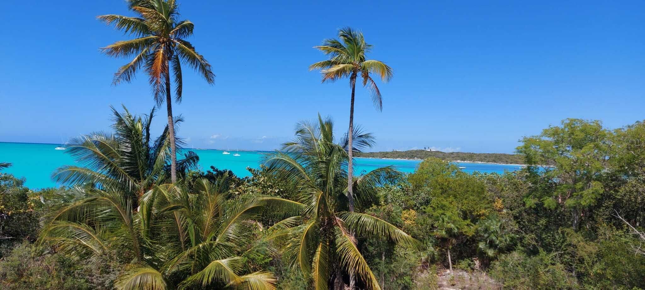 A tropical landscape with palm trees and a clear blue sky.