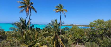 A tropical landscape with palm trees and a clear blue sky.
