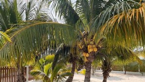 Una palma con cocco in una zona sabbiosa, con altre palme.
