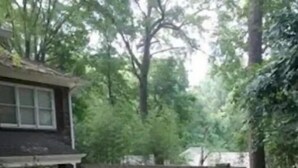 Un jardin à l’arrière d’une maison, avec une allée pavée, un mur en pierre et un petit arbuste.