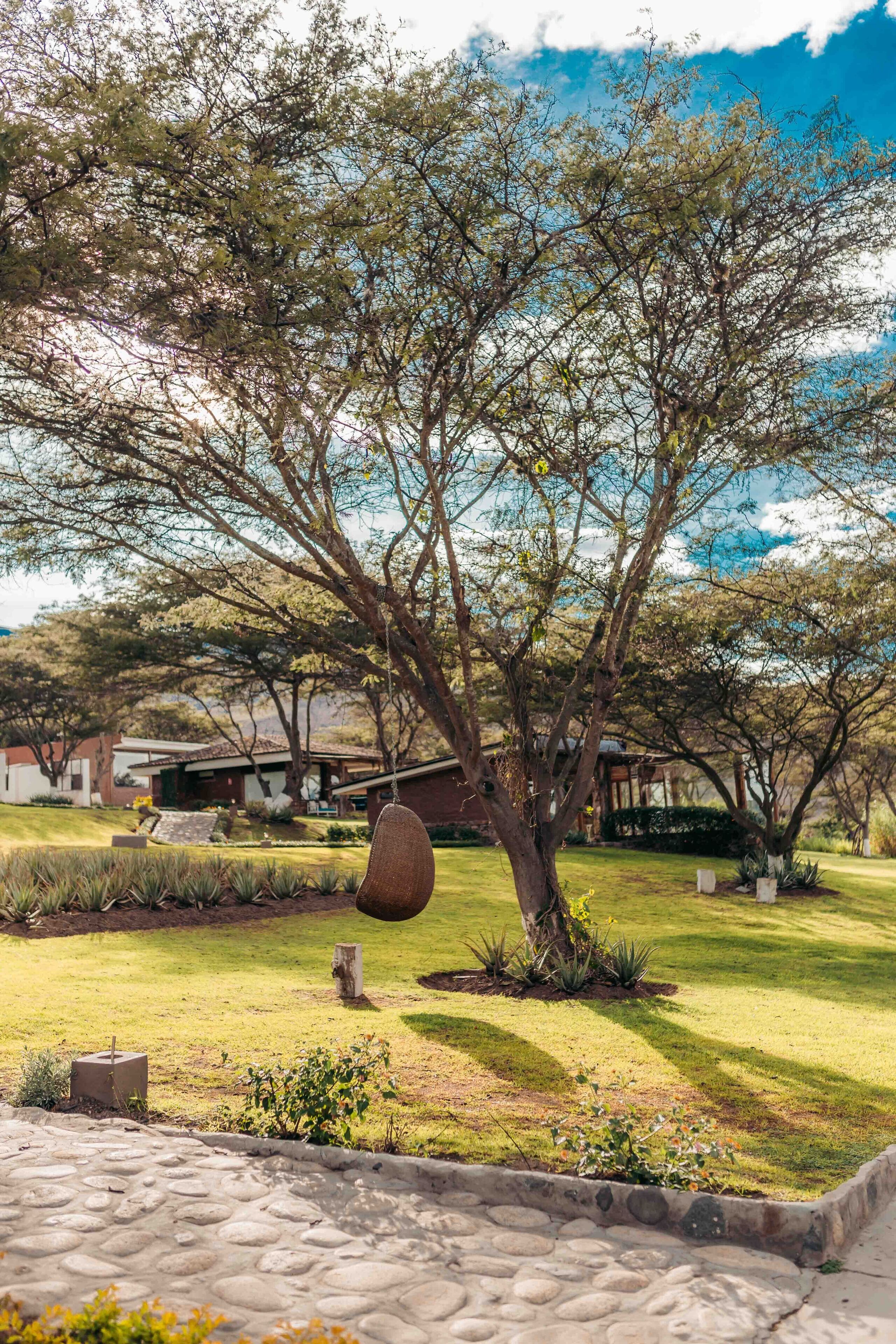 Un árbol con un columpio colgante en un jardín ajardinado.