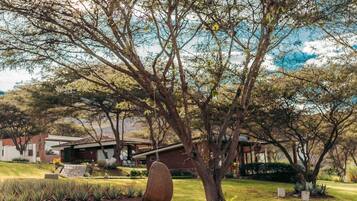 Un árbol con un columpio colgante en un jardín ajardinado.