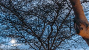 Ein Baum mit einer Hängematte vor einem Gebäude mit großen Fenstern.